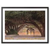 Poster D'Amico - Zwei Giraffen in Namibias Savanne 