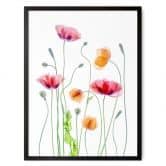 Poster Bunte Mohnblumen - Disher 