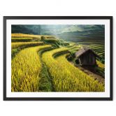 Poster Intarob - rizières au Vietnam 