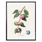 Poster Loose - Plante à macarons 