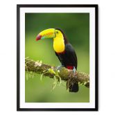Poster van Duijn - Fischertukan in Costa Rica 