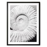 Poster Fossile Muschel - Shot by Clint 