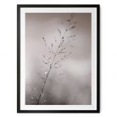 Poster mit Natur-Motiv - Grashalm mit Tautropfen - Sillen 