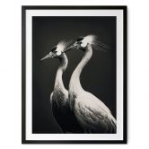Poster Zwei Kronenkraniche in Schwarz-Weiß - Treechild 