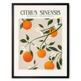 Poster Boho sinaasappelboom - Citrus Sinensis - Tunaboylu 