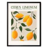 Plakat Frugt - Boho citrontræ - Citrus Limonum - Tunaboylu 