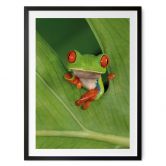 Poster Laubfrosch im Regenwald - van Duijn 