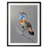 Poster Singendes Blaukehlchen - van Duijn 