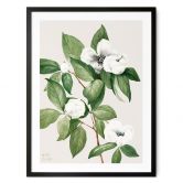 Poster Botanik Illustration einer Scheinkamelie - Walcott 