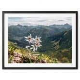 Poster Weißer Alpen-Edelweiß auf dem Berg 