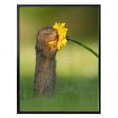 Poster van Duijn - Erdhörnchen riecht an Blume 