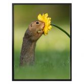 Poster van Duijn - Erdhörnchen schnuppert Blume 