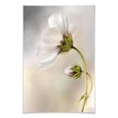 Poster Disher - Cosmos 
