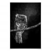 Poster Wilianto - Staring Owl 