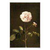 Poster Dietzsch - Essig-Rose mit Hummel 