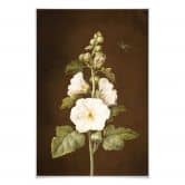 Poster Dietzsch - Stockrose 