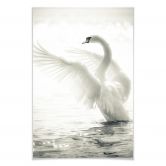 Poster Majestätischer Schwan 