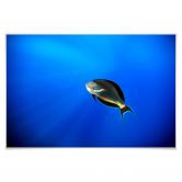 Poster Catta - Deep Ocean 