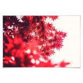 Poster Ahornbaum im Herbst 