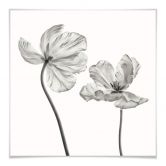 Poster Grønkjær - Tulpenblüte 