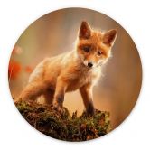 Alu-Dibond Adamec - Junger Fuchs im Wald - Rund 