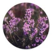 Wandbild Lila Heideblüte im warmen Licht - Annie - Alu-Dibond Rund 