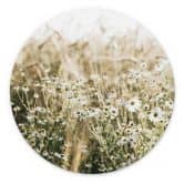 Wandbild Sommerwiese mit Kamille - Annie - Alu-Dibond Rund 