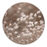 Wandbild Zarte Gräser im Herbstlicht - Collins - Alu-Dibond - Rund 