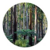 Wandbild Eukalyptuswald in den Yarra Ranges - Colombo - Alu-Dibond Rund 