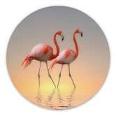 Wandbild Cseresnjes - Flamingos im Abendlicht - Alu-Dibond Rund 