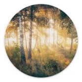 Wandbild Sonnenschein im Birkenwald - Alu-Dibond - Kado - Rund 