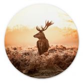 Wandbild Majestätischer Hirsch - Alu-Dibond Rund 
