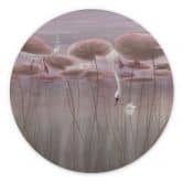 Wandbild Lotusblumen mit Schwan im Wasser in Altrosa - Ms Tiff - Alu-Dibond Rund 