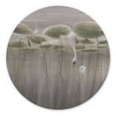 Wandbild Lotusblumen mit Schwan im Wasser in Grau - Ms Tiff - Alu-Dibond Rund 