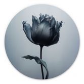 Wandbild Samtige Tulpe in Schwarz - Paksoylu - Alu-Dibond Rund 