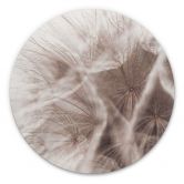 Alu-Dibond Pusteblume Close Up - Rund 