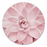 Alu-Dibond Sisi & Seb - Rosa Sukkulente - Rund 