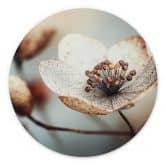 Wandbild Boho Trockenblume Makro - Treechild - Alu-Dibond Rund 