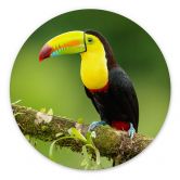 Alu-Dibond van Duijn - Fischertukan in Costa Rica - Rund 