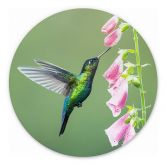 Wandbild van Duijn - Kolibri im rosa Blütenzauber - Alu-Dibond Rund 