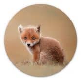 Alu-Dibond van Duijn - Baby Fuchs - Rund 
