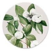 Wandbild Botanik Illustration einer Scheinkamelie - Walcott - Alu-Dibond - Rund 
