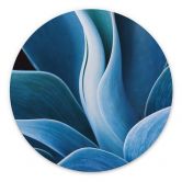 Wandbild Wechsler - Pflanzen Stillleben Agave - Alu-Dibond Rund 
