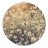 Alu-Dibond Mexican Daisy - Rund 
