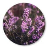Glasbild Lila Heideblüte im warmen Licht - Annie - Rund 