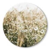 Glasbild Sommerwiese mit Kamille - Annie - Rund 