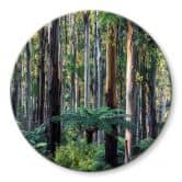 Glas billede Eukalyptus skov i Yarra Ranges - Colombo - Runde 