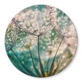 Glasbild Delgado - Funkelnde Pusteblume - Rund 