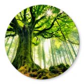 Glasbild Kiciak - Märchenwald - Rund 