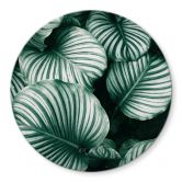 Glasschilderij Rond Urban Jungle - Calathea Orbifolia 
